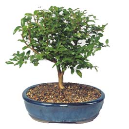  Artvin ieki maazas  ithal bonsai saksi iegi  Artvin online ieki , iek siparii 