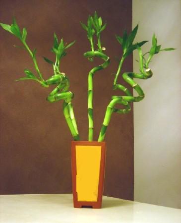 Lucky Bamboo 5 adet vazo ierisinde  Artvin internetten iek sat 
