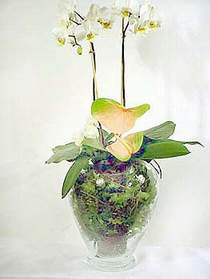  Artvin iek sat  Cam yada mika vazoda zel orkideler