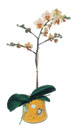  Artvin online iek gnderme sipari  Phalaenopsis Orkide ithal kalite