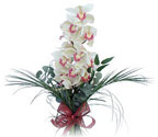  Artvin iek siparii sitesi  Dal orkide ithal iyi kalite