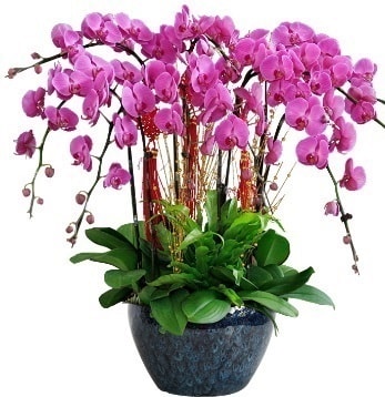 9 dallı mor orkide  Artvin 14 şubat sevgililer günü çiçek 