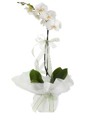 1 dal beyaz orkide iei  Artvin iek siparii vermek 