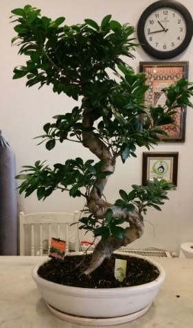100 cm yüksekliğinde dev bonsai japon ağacı  Artvin İnternetten çiçek siparişi 