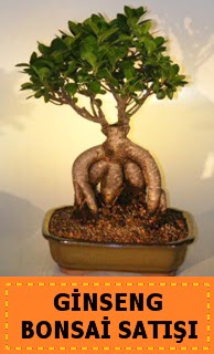 Ginseng bonsai satışı japon ağacı  Artvin cicek , cicekci 