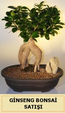 thal Ginseng bonsai sat japon aac  Artvin iek siparii sitesi 