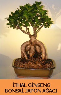 thal japon aac ginseng bonsai sat  Artvin nternetten iek siparii 