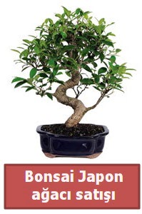 Japon aac bonsai sat  Artvin iek siparii sitesi 