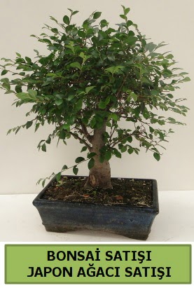 Minyatr bonsai japon aac sat  Artvin iek gnderme sitemiz gvenlidir 