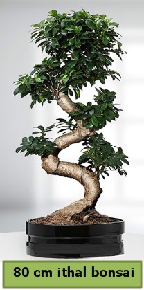 80 cm özel saksıda bonsai bitkisi  Artvin çiçekçi telefonları 