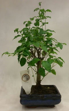 Minyatr bonsai japon aac sat  Artvin ieki telefonlar 