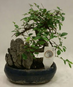 thal 1.ci kalite bonsai japon aac  Artvin iek sat 