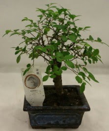 Minyatr ithal japon aac bonsai bitkisi  Artvin iek sat 