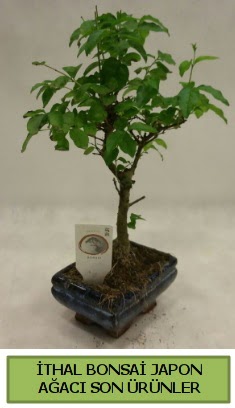 thal bonsai japon aac bitkisi  Artvin hediye sevgilime hediye iek 