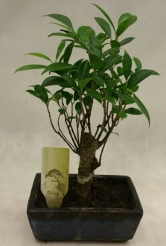 Japon aac bonsai bitkisi sat  Artvin ieki telefonlar 