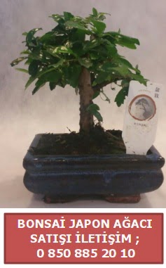 Japon aac minyar bonsai sat  Artvin iek sat 