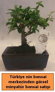 Japon aac bonsai sat ithal grsel  Artvin iek yolla 