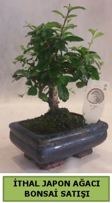 thal japon aac bonsai bitkisi sat  Artvin ieki telefonlar 