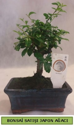 Minyatr bonsai aac sat  Artvin iek gnderme 