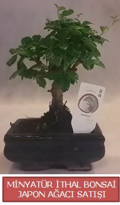 Kk grsel bonsai japon aac bitkisi  Artvin iek , ieki , iekilik 