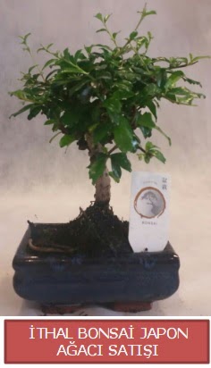 thal kk boy minyatr bonsai aa bitkisi  Artvin ieki telefonlar 