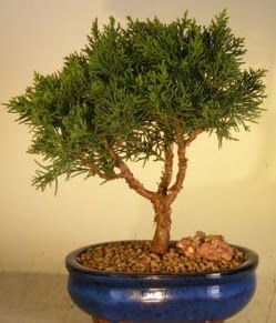 Servi am bonsai japon aac bitkisi  Artvin iek yolla 