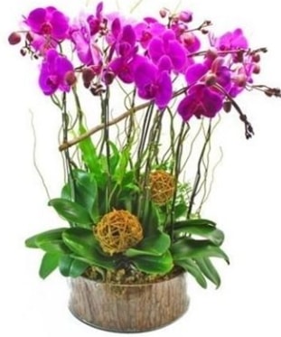 Ahap ktkte lila mor orkide 8 li  Artvin internetten iek sat 