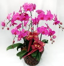 Sepet ierisinde 5 dall lila orkide  Artvin ucuz iek gnder 
