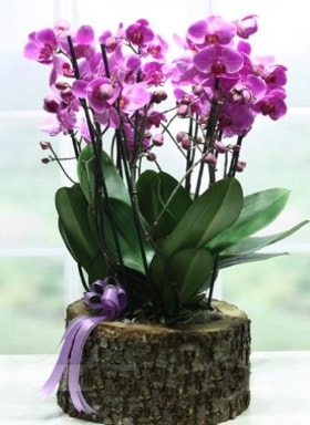 Ktk ierisinde 6 dall mor orkide  Artvin ucuz iek gnder 