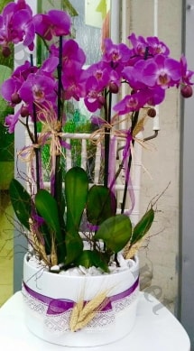 Seramik vazoda 4 dall mor lila orkide  Artvin online iek gnderme sipari 