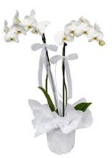 2 dall beyaz orkide  Artvin gvenli kaliteli hzl iek 