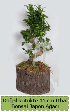 Doal ktkte thal bonsai japon aac  Artvin iek gnderme 
