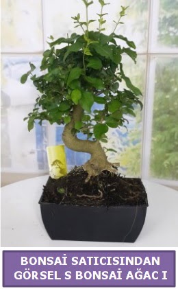 S dal erilii bonsai japon aac  Artvin iek sat 