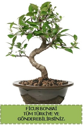 Ficus bonsai  Artvin iek gnderme sitemiz gvenlidir 