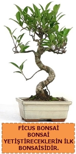 Ficus bonsai 15 ile 25 cm arasndadr  Artvin iek yolla 