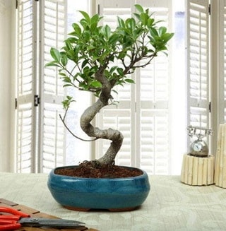 Amazing Bonsai Ficus S thal  Artvin internetten iek siparii 