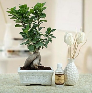 Ginseng ficus bonsai  Artvin iekiler 