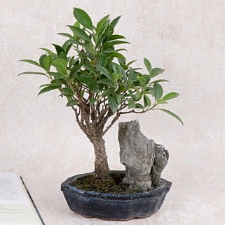 Japon aac Evergreen Ficus Bonsai  Artvin iek gnderme sitemiz gvenlidir 