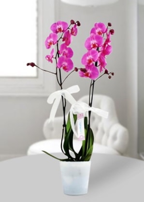 Çift dallı mor orkide  Artvin çiçekçiler 