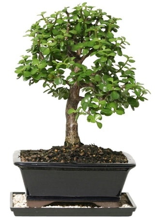 15 cm civar Zerkova bonsai bitkisi  Artvin iek siparii sitesi 
