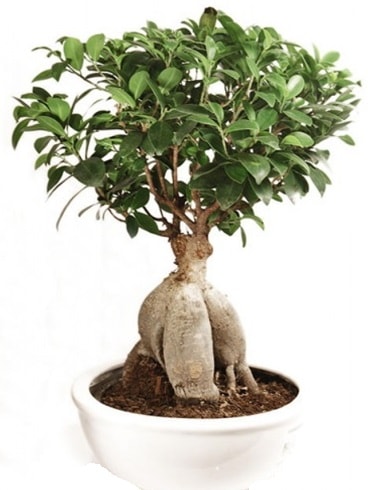Ginseng bonsai japon aac ficus ginseng  Artvin nternetten iek siparii 